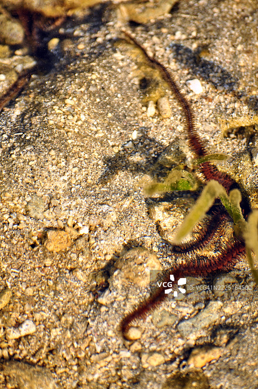一只千足星的特写镜头。图片素材