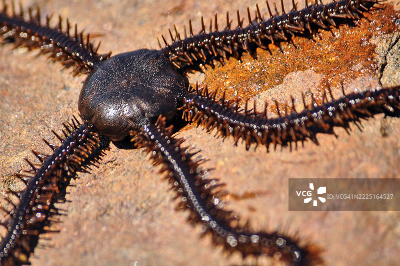 一只千足星的特写镜头。图片素材