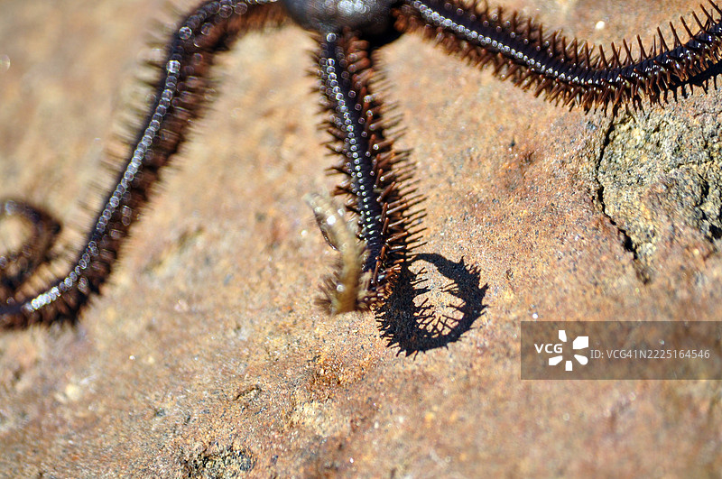 一只千足星的特写镜头。图片素材