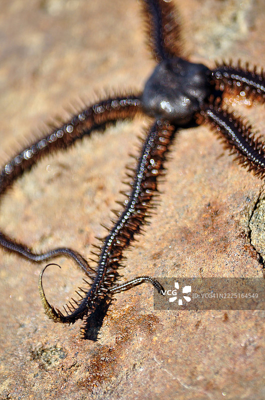 一只千足星的特写镜头。图片素材