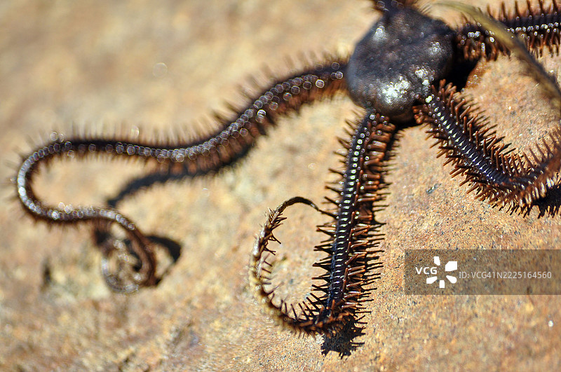 一只千足星的特写镜头。图片素材