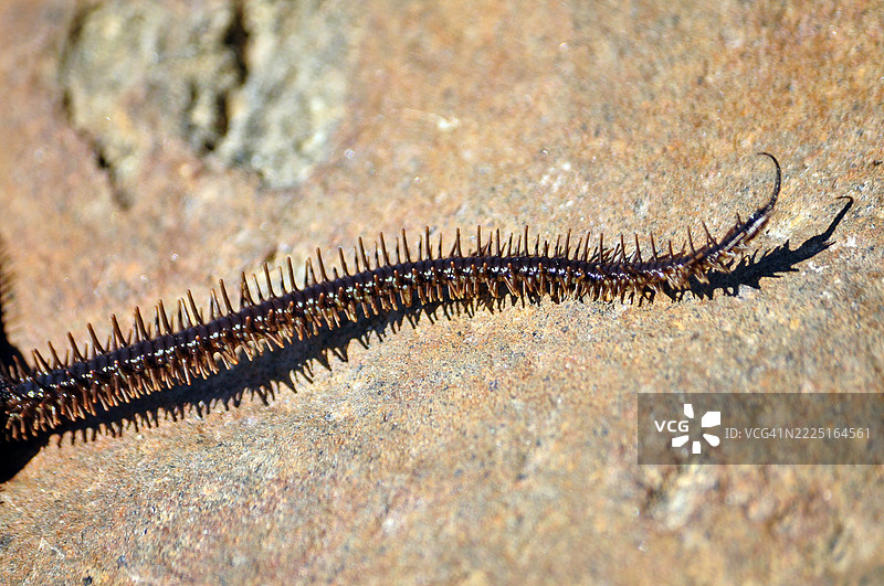 一只千足星的特写镜头。图片素材