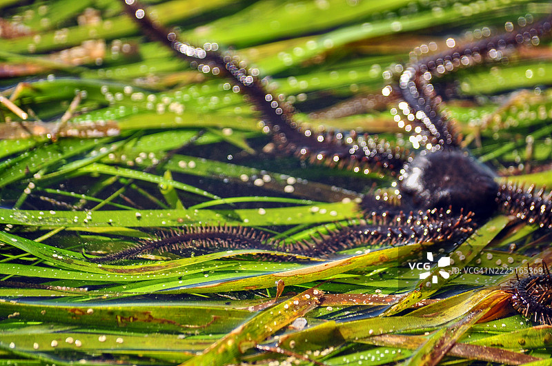一种脆星，一种海洋生物，具有圆形的身体和五条细长、灵活的手臂，手臂上覆盖着小刺。图片素材