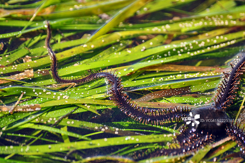 一种脆星，一种海洋生物，具有圆形的身体和五条细长、灵活的手臂，手臂上覆盖着小刺。图片素材
