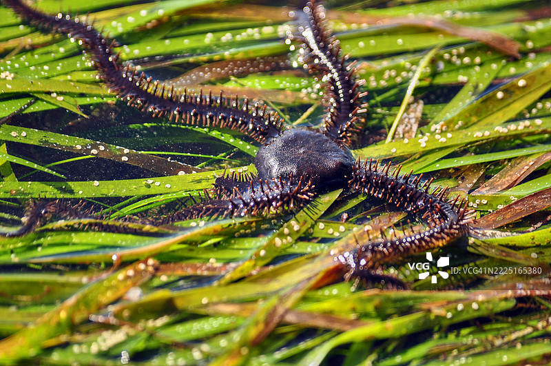 一种脆星，一种海洋生物，具有圆形的身体和五条细长、灵活的手臂，手臂上覆盖着小刺。图片素材