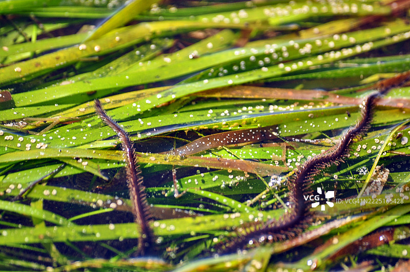 一种脆星，一种海洋生物，具有圆形的身体和五条细长、灵活的手臂，手臂上覆盖着小刺。图片素材
