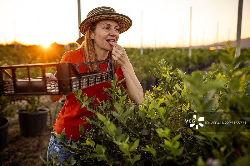 女人在农场采摘新鲜蓝莓图片素材