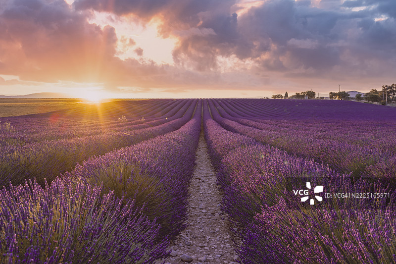 普罗旺斯，法国的薰衣草田在日落时分，伴随着戏剧性的天空和自然之美。图片素材