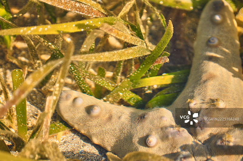 特罗雷斯特星（Protoreaster nodosus），通常称为巧克力星星或角海星，正安静地栖息在一片绿色海草床上。图片素材