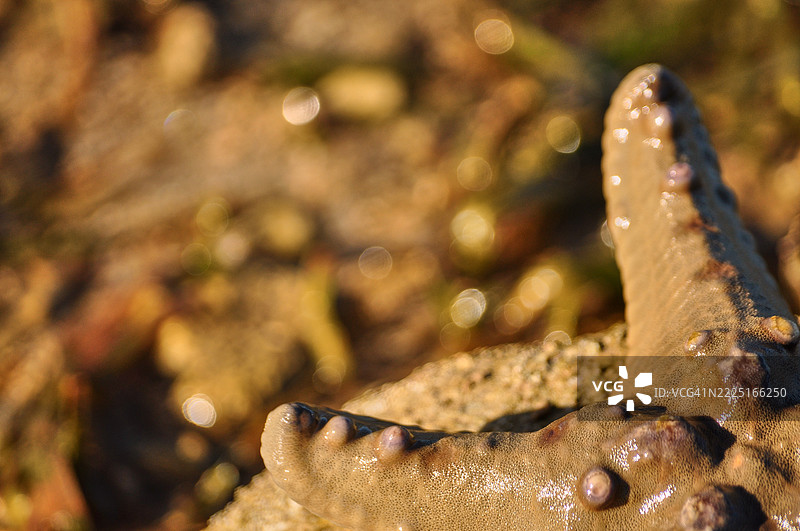 近距离观察一种称为角海星或巧克力星的海星（Protoreaster nodosus）。图片素材