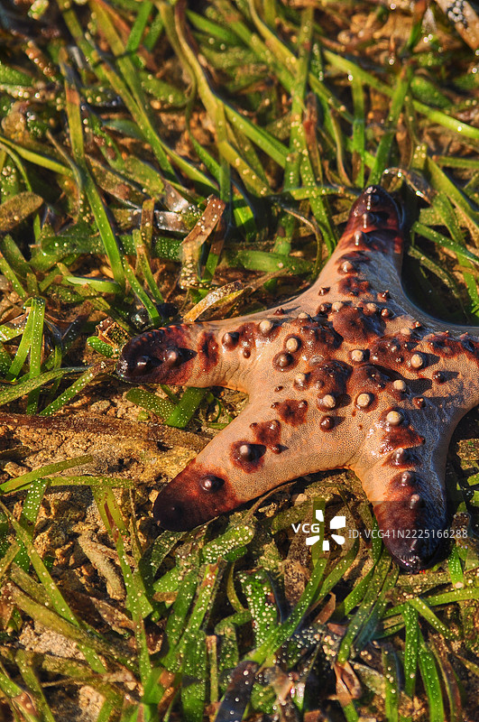 特写镜头展示了一只名为巧克力星星或角海星的棘皮动物（学名：Protoreaster nodosus），它正安静地栖息在一片绿色海草床上。图片素材