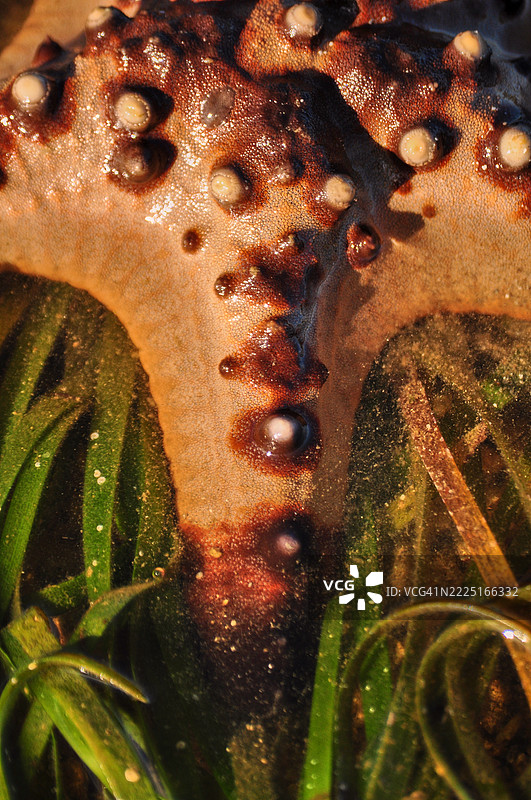 特写镜头展示了一只常被称为巧克力星星或角海星的棘皮动物——多刺星星，正安静地栖息在一片绿色海草床上。图片素材