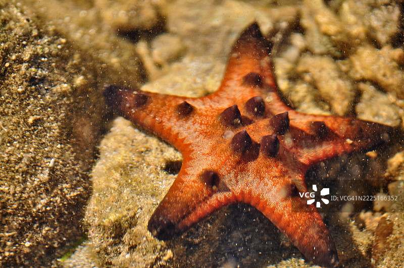 近距离观察一种名为Protoreaster nodosus的海星，通常被称为角海星或巧克力碎片海星。图片素材