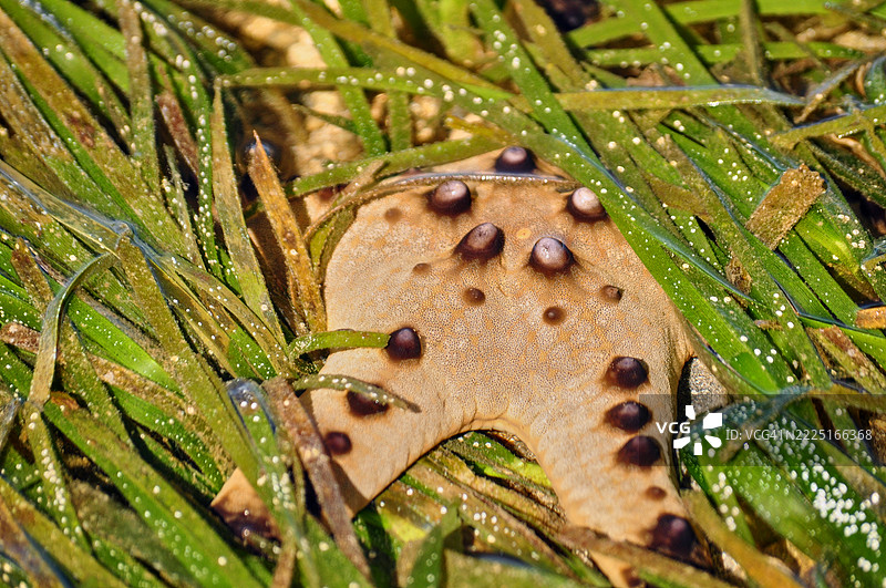 特罗雷斯特星（Protoreaster nodosus），通常称为巧克力星星或角海星，正安静地栖息在一片绿色海草床上。图片素材