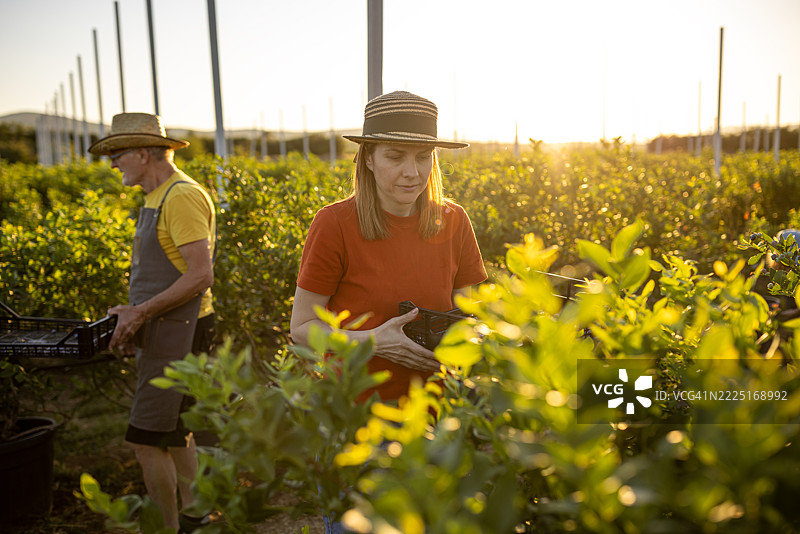 父亲和女儿在农场一起工作图片素材
