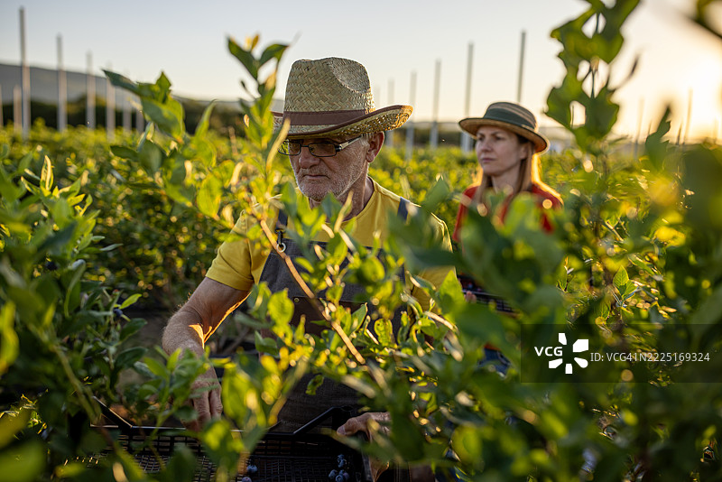 父亲和女儿一起在农场工作图片素材