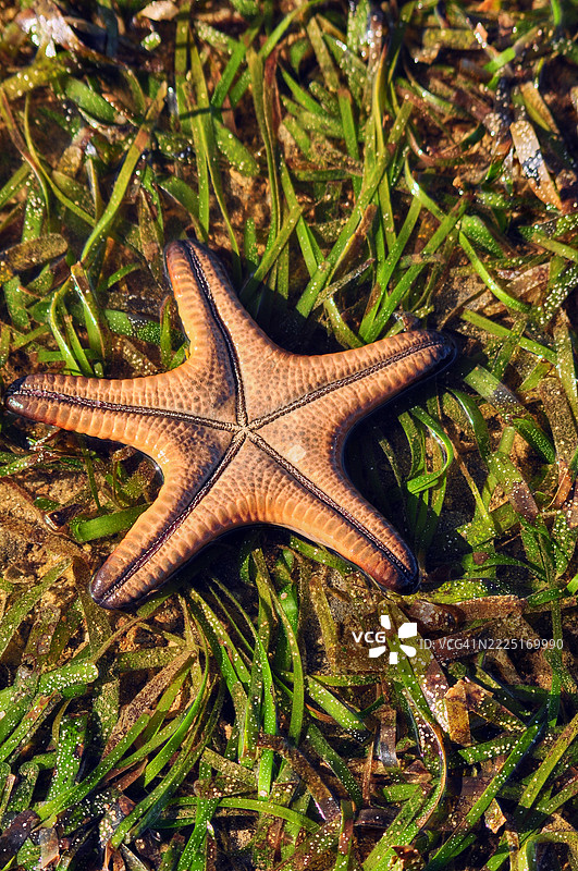 一只倒立的角海星，也称为巧克力碎片海星，躺在一片绿色海草床上。图片素材