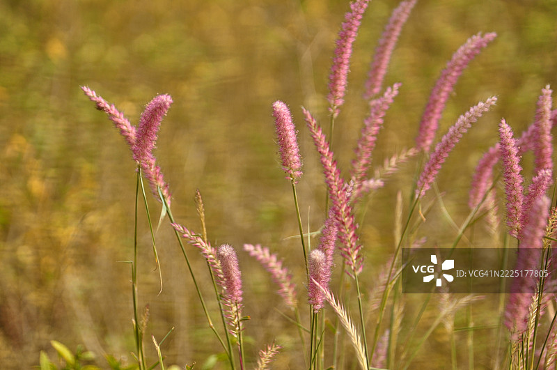 特写镜头展示了一组来自紫色喷泉草植物的粉色羽毛状花穗。图片素材