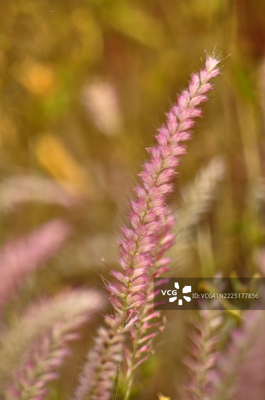 特写镜头展示了一组来自紫色喷泉草植物的粉色羽毛状花穗。图片素材