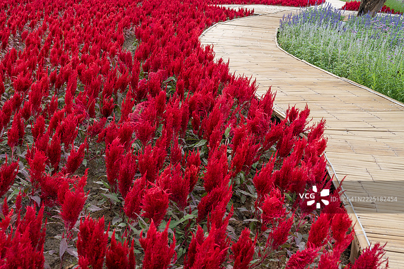 盛开的红鸡冠花田与竹制小道。图片素材