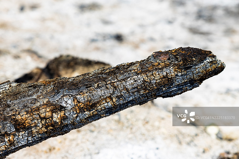 森林火灾后的焦黑树干图片素材