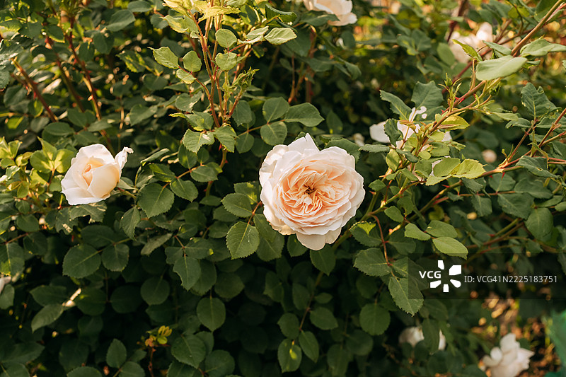 阳光明媚的日子里，花园中的桃色玫瑰盛开。图片素材