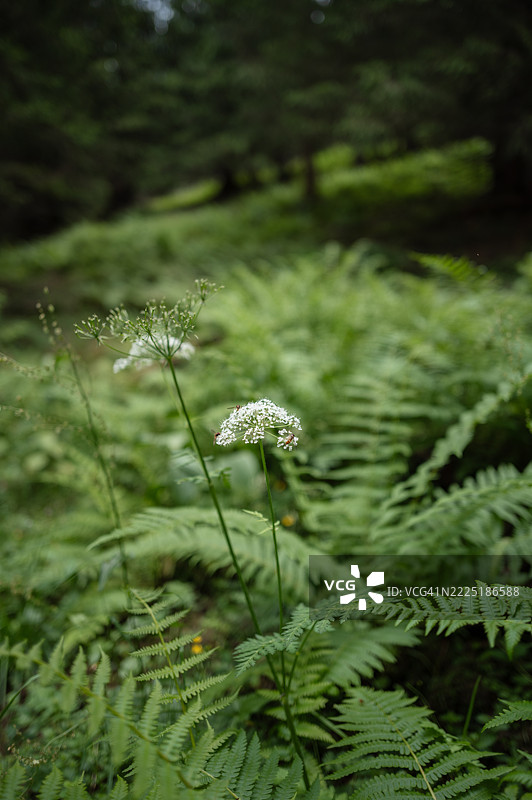 森林，蕨类植物，自然图片素材