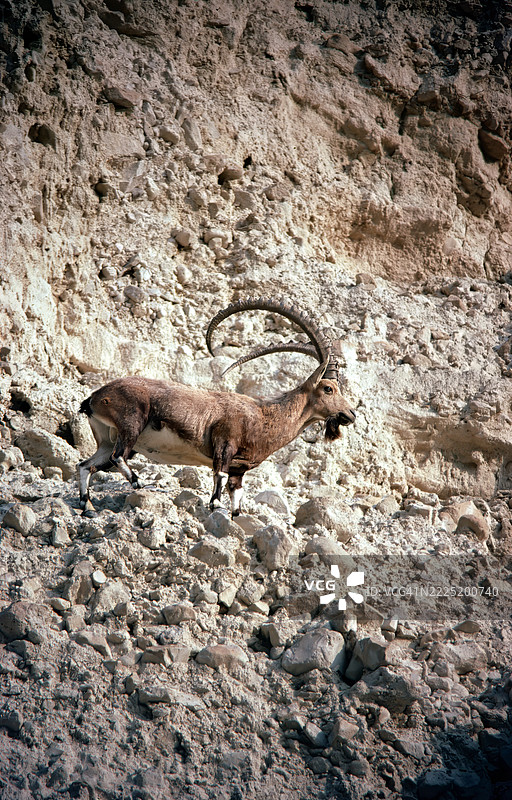 努比亚山羊图片素材