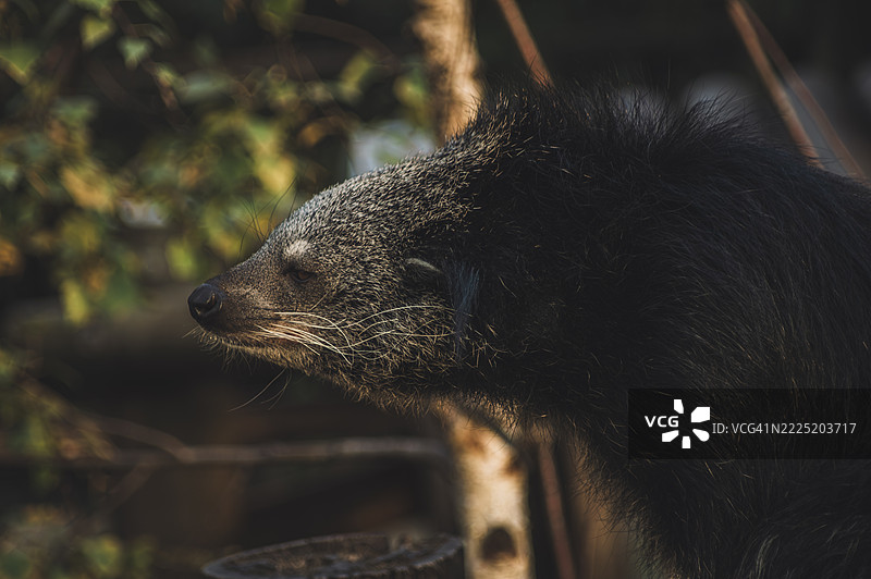 警觉的果子狸观察周围环境图片素材