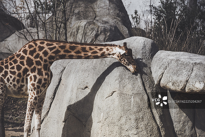 长颈鹿在围栏内嗅岩石图片素材