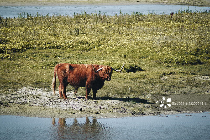 牛在郁郁葱葱的牧场上吃草图片素材