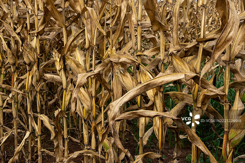 2025年6月霜冻后种植玉米的农场图片素材