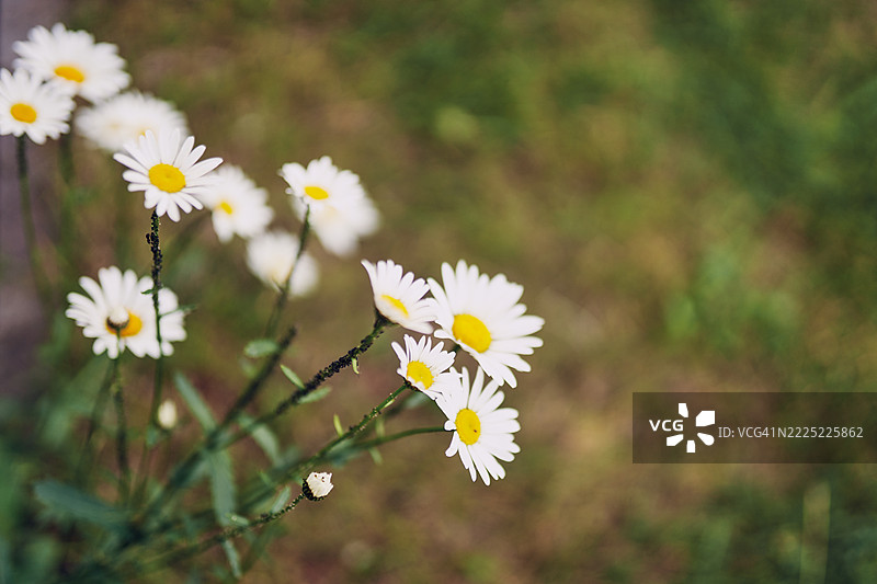 自然光下的雏菊特写，背景模糊的户外景色图片素材