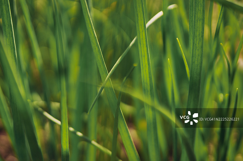自然阳光下生机勃勃的洋葱绿草叶特写图片素材
