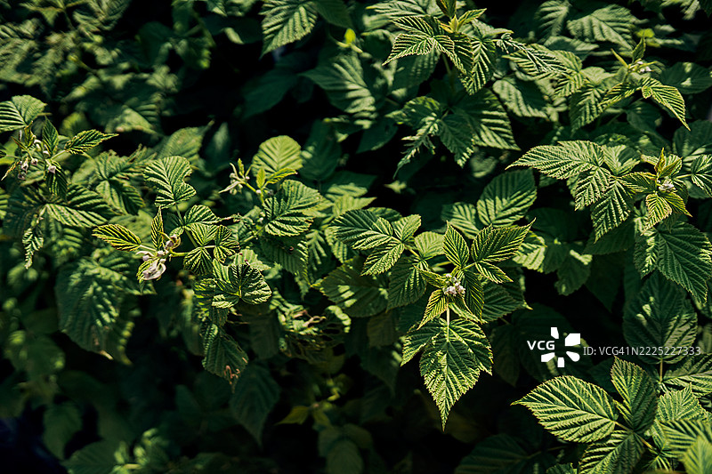 阳光下的绿色覆盆子叶特写图片素材