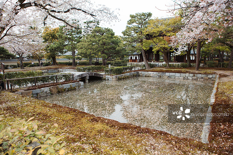建仁寺的花园被樱花花瓣覆盖图片素材