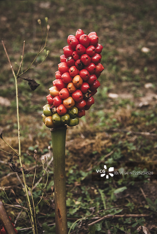 阿尔卑斯百合花序图片素材