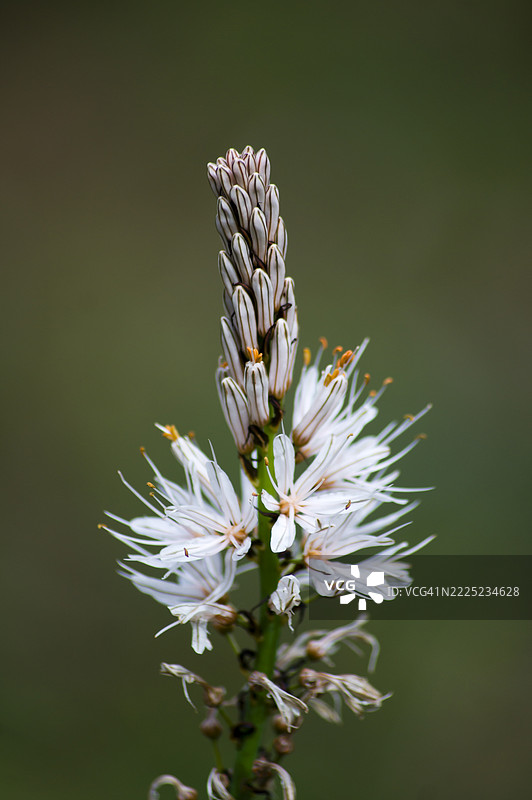 绿色背景上的白色阿斯福德尔花图片素材
