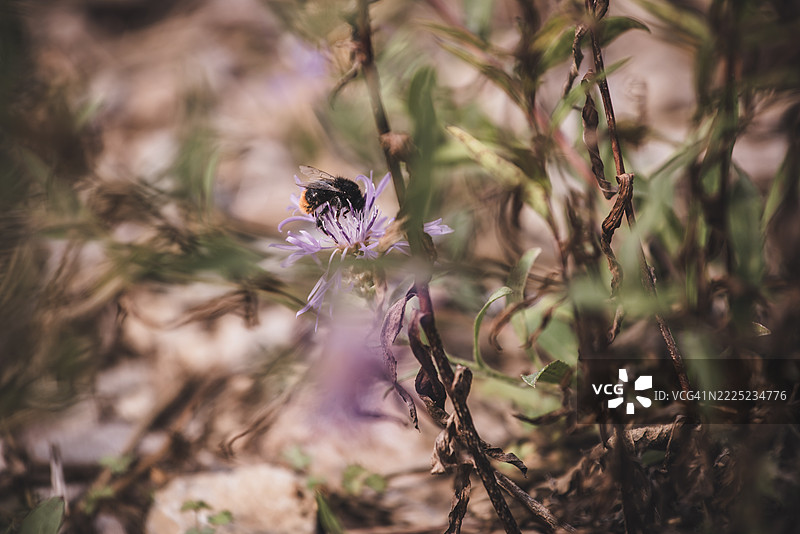 带有大黄蜂的穗状蓟图片素材