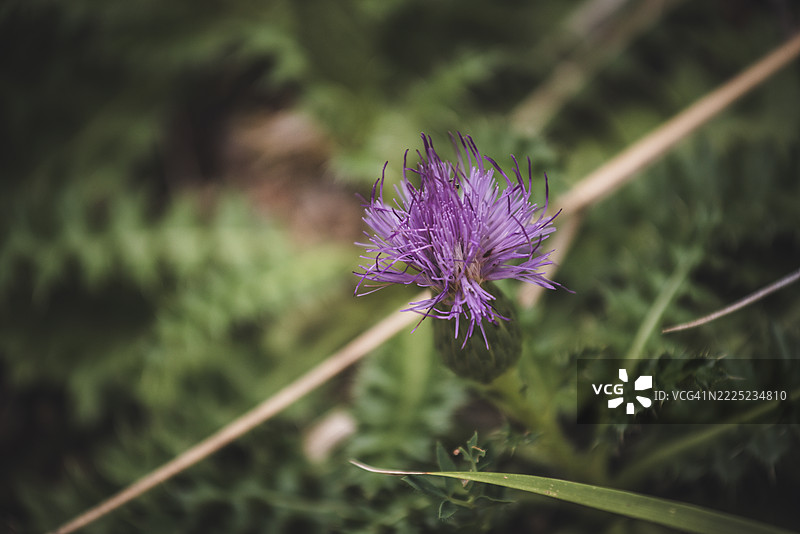 穗状蓟图片素材