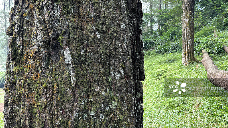 特写的树皮纹理，上面覆盖着苔藓和地衣，位于郁郁葱葱的森林中，非常适合自然和环境主题。图片素材