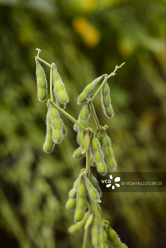 大豆种植园图片素材