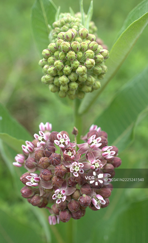 田纳西州黎巴嫩的开花植物特写图片素材