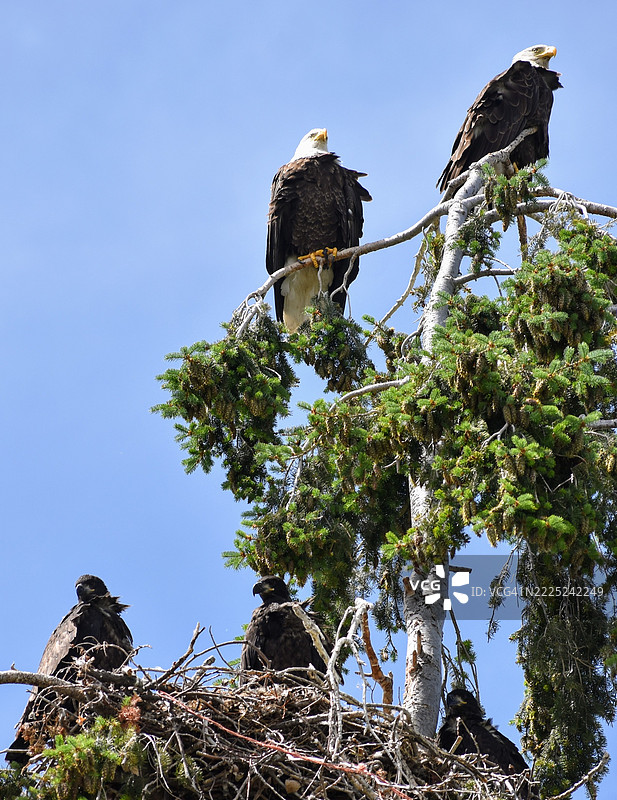 低角度视图的鸟儿栖息在树上，背景是天空，地点：蒙大拿州波尔森，美国图片素材