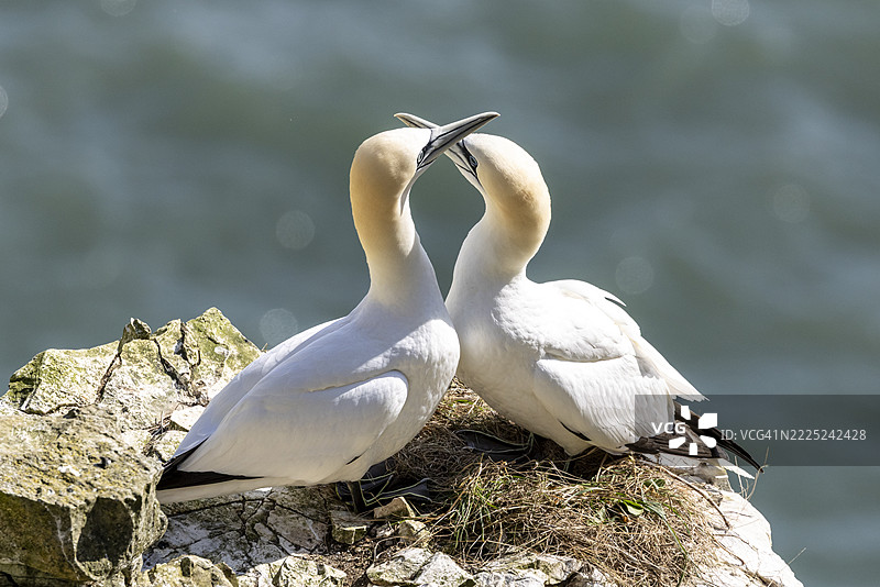 鸟类栖息在岩石上的特写，贝姆顿，英国图片素材