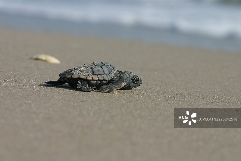美国海滩上的海绿色海龟特写图片素材