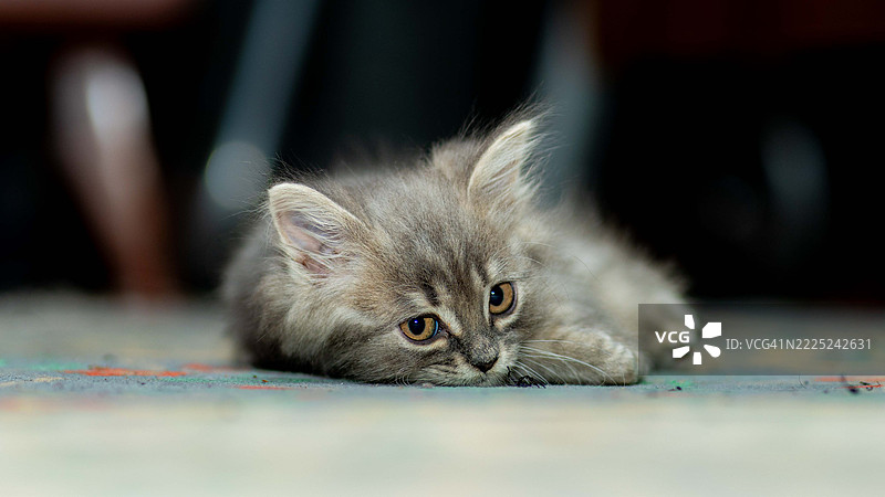 埃及开罗的一只猫特写镜头图片素材