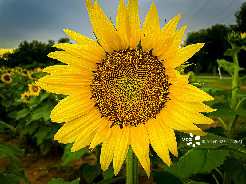 向日葵特写，乔治亚州福特谷图片素材