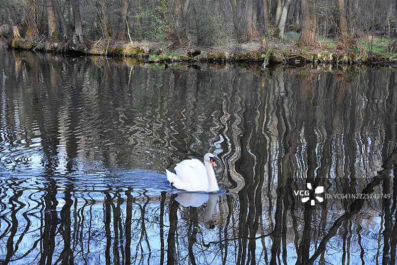 波兰湖泊中女性的背影图片素材
