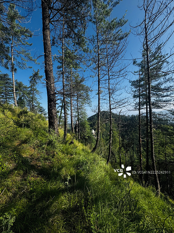 印度喜马偕尔邦希姆拉的森林中树木在天空下生长图片素材